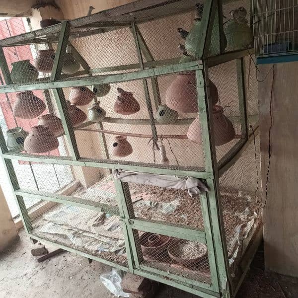 pingra for sale + 6 pairs birds finches 0