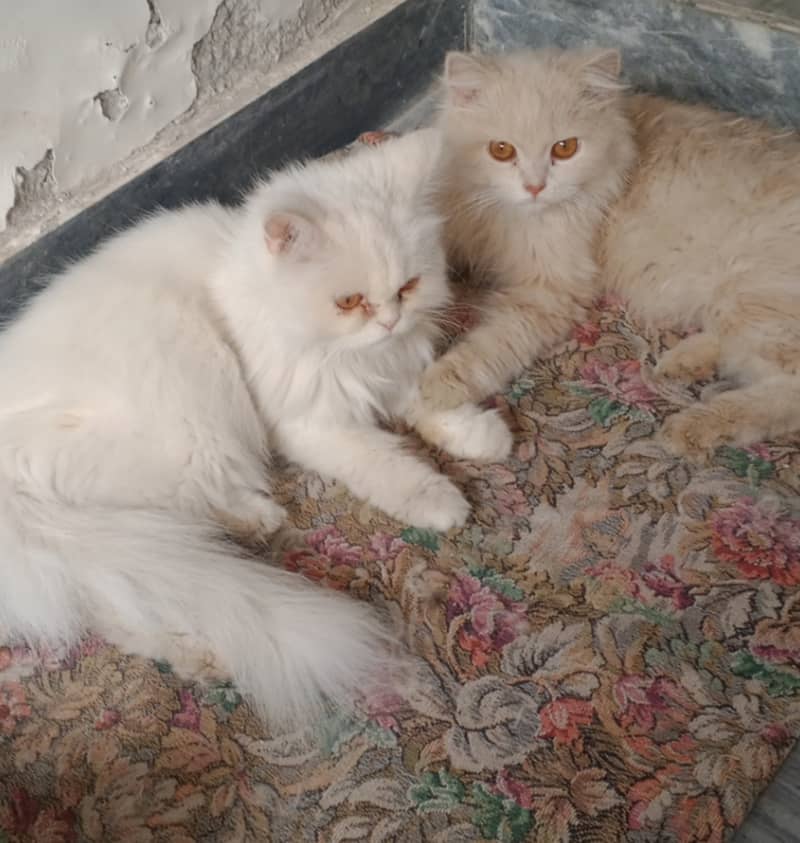 7 Month persian full triple courted pair 0