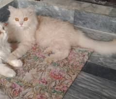 7 Month persian full triple courted male