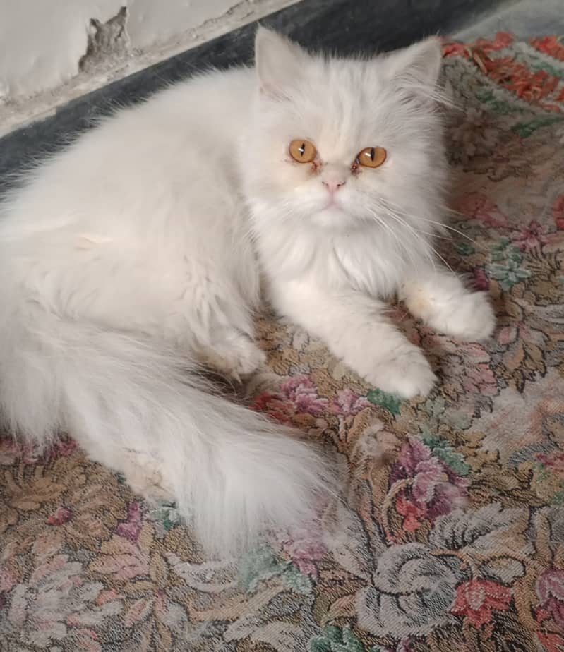 7 Month persian full triple courted pair 2