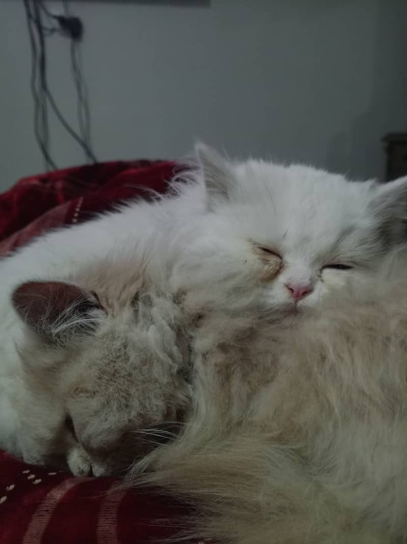 7 Month persian full triple courted pair 3