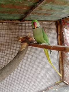 Kashmiri male raw parrot 03072872033