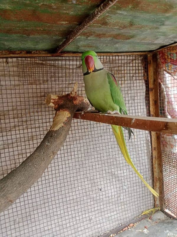 Kashmiri male raw parrot 03072872033 0