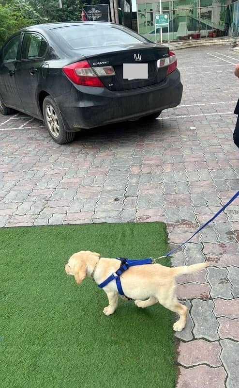 Pedigreed Golden Brown Labrador 8 months old 0