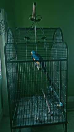 BLUE MACAW