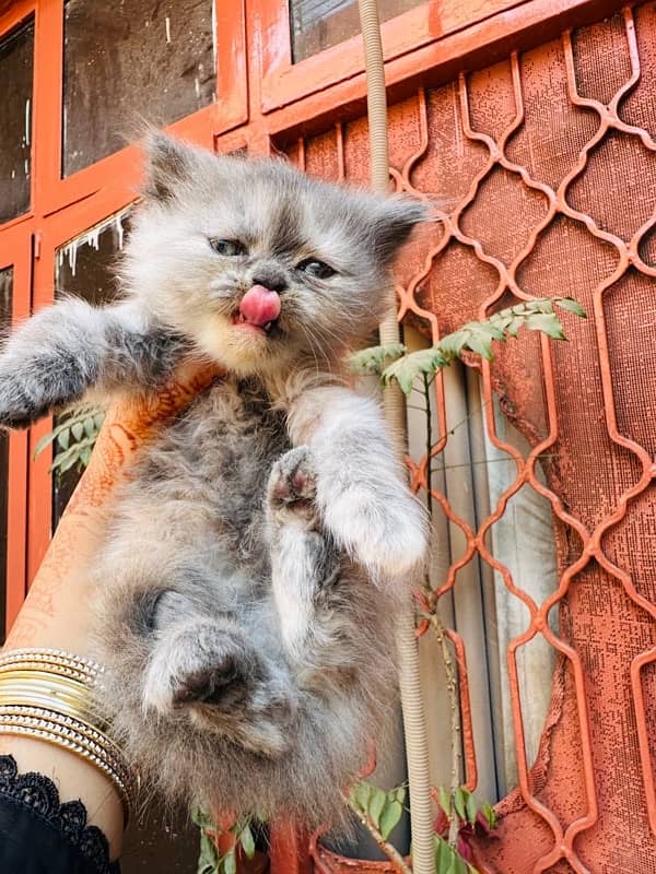 persian kittens pair up for sale 0