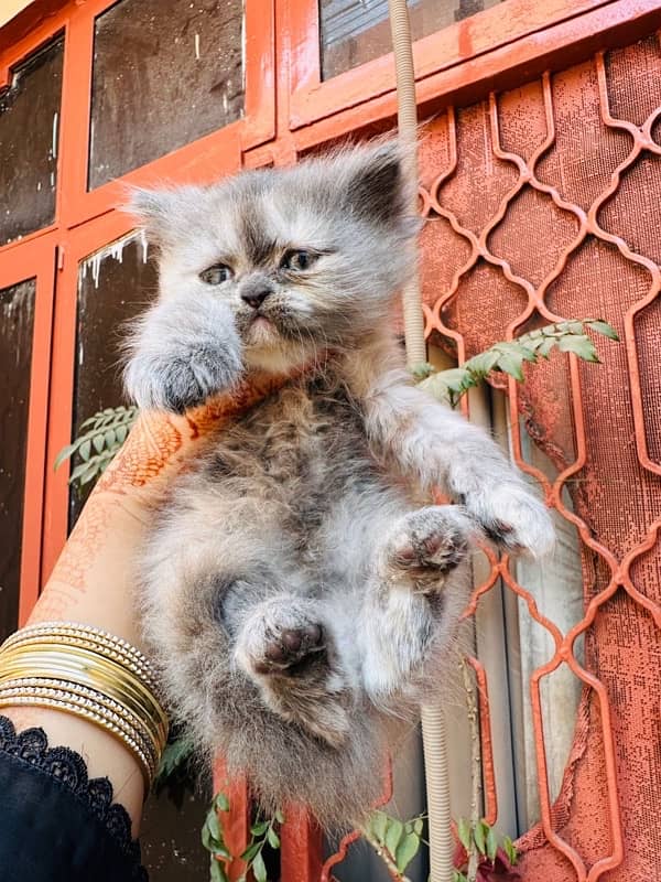 persian kittens pair up for sale 3