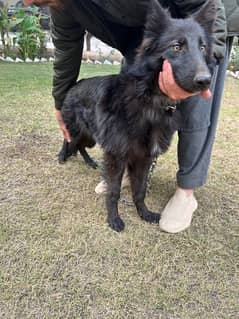 black German Shepherd | long coated German Shepherd Dog | GSD