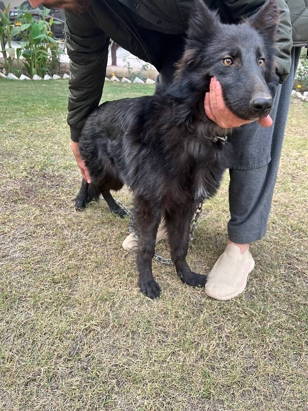 black German Shepherd | long coated German Shepherd Dog | GSD 0