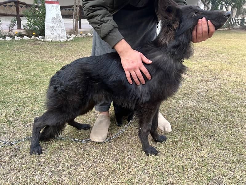 black German Shepherd | long coated German Shepherd Dog | GSD 1