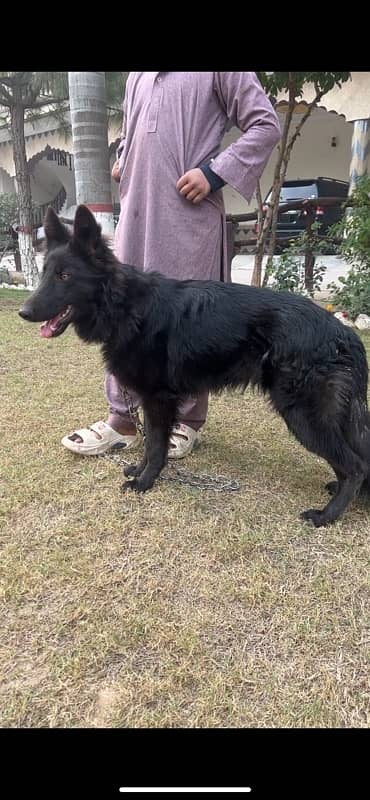 black German Shepherd | long coated German Shepherd Dog | GSD 2