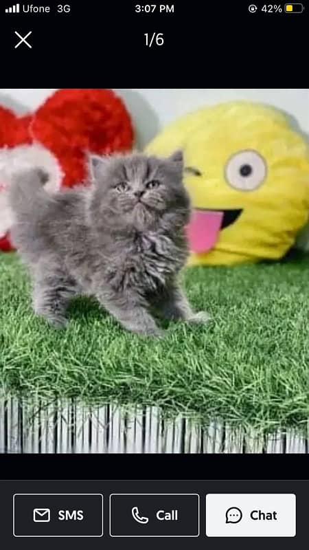 Persian Cat Kitten 0