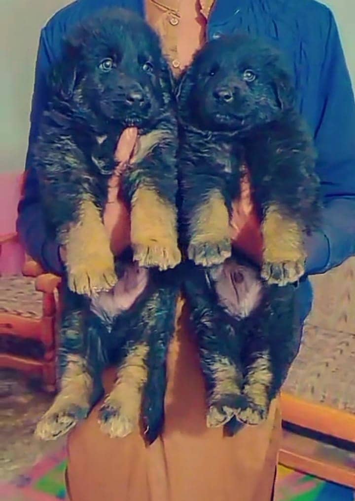 German Shepherd Long Coat pair 0