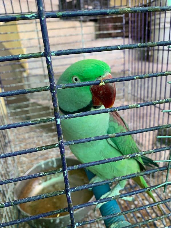 RAW PARROT - MALE - URGENT SALE!!! 0