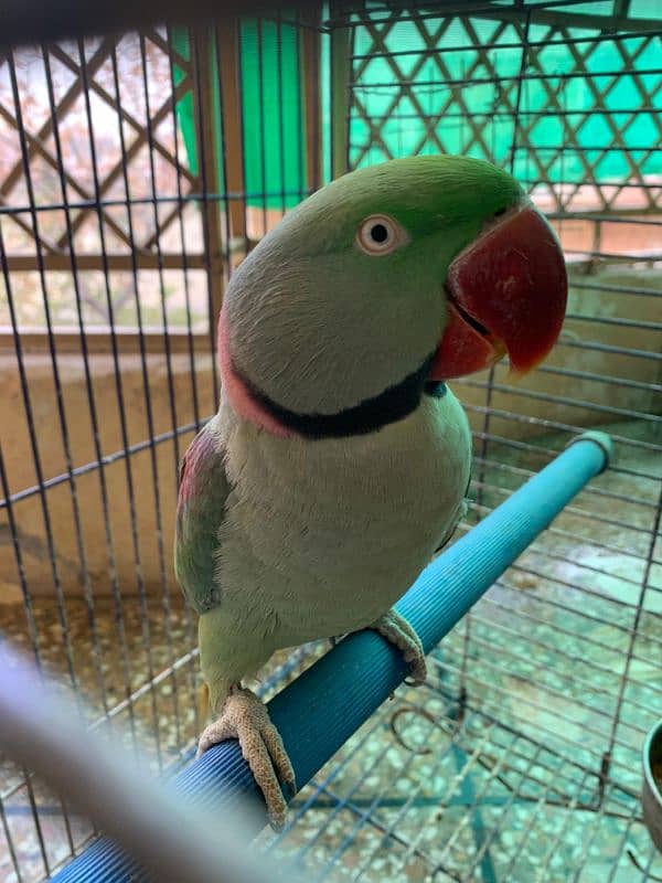 RAW PARROT - MALE - URGENT SALE!!! 1