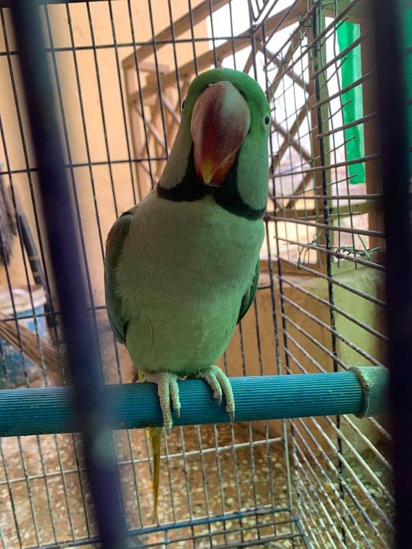 RAW PARROT - MALE - URGENT SALE!!! 2