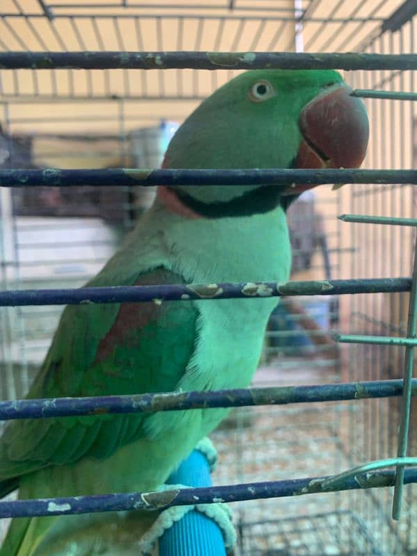 RAW PARROT - MALE - URGENT SALE!!! 3