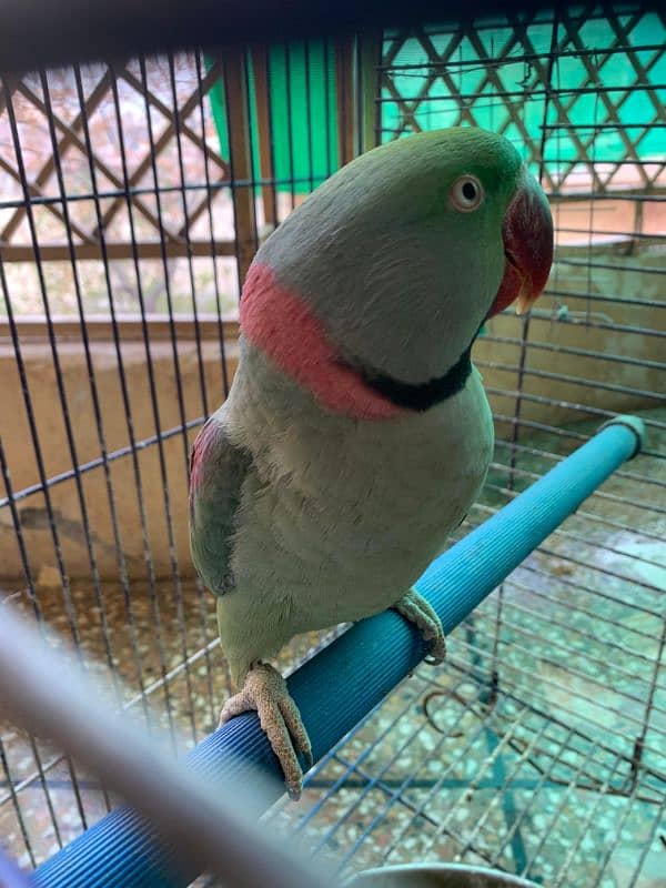 RAW PARROT - MALE - URGENT SALE!!! 4