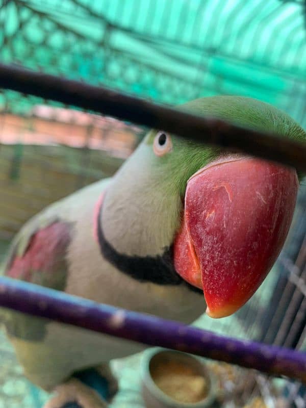 RAW PARROT - MALE - URGENT SALE!!! 5