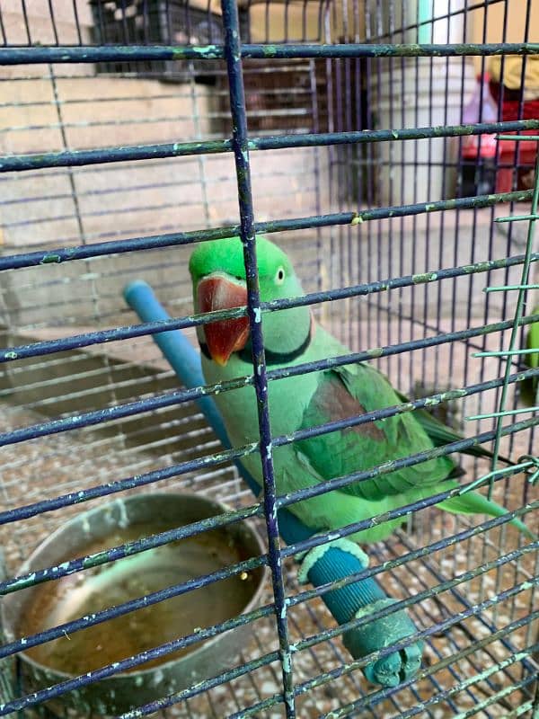 RAW PARROT - MALE - URGENT SALE!!! 6