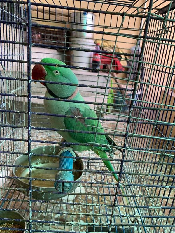 RAW PARROT - MALE - URGENT SALE!!! 7