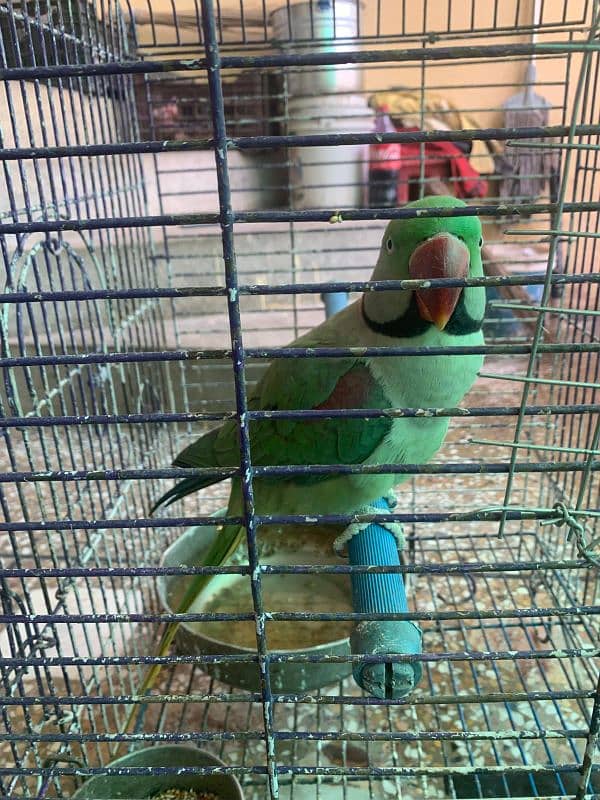 RAW PARROT - MALE - URGENT SALE!!! 8