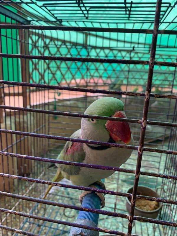 RAW PARROT - MALE - URGENT SALE!!! 9