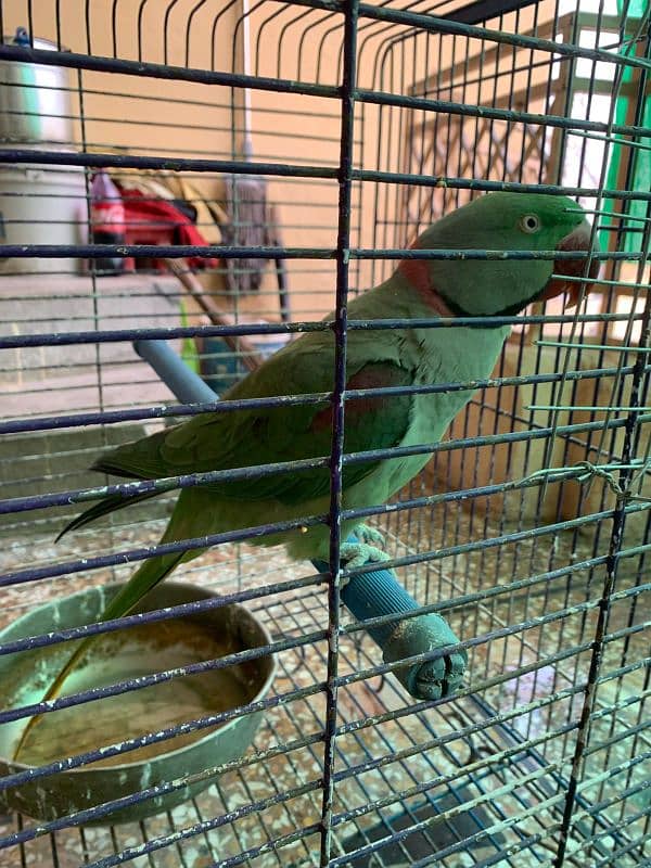 RAW PARROT - MALE - URGENT SALE!!! 10