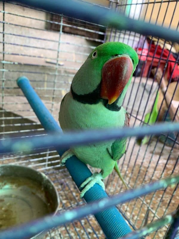 RAW PARROT - MALE - URGENT SALE!!! 11