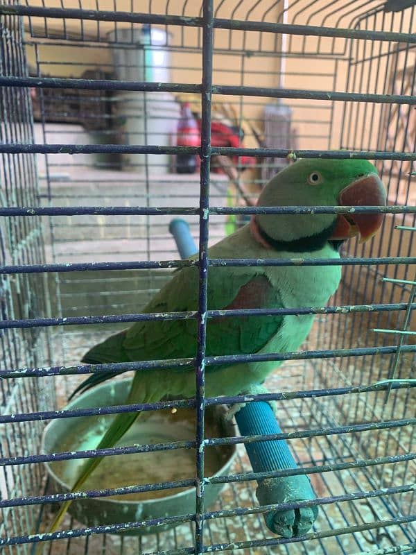 RAW PARROT - MALE - URGENT SALE!!! 12