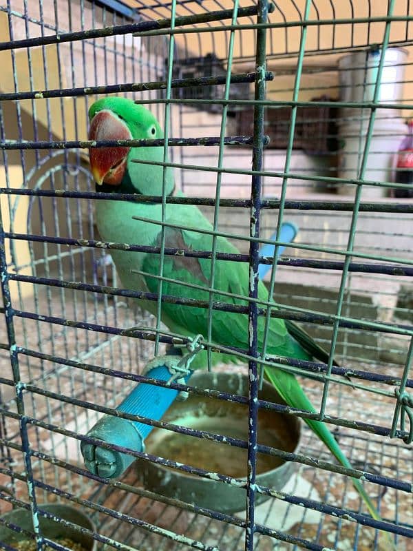 RAW PARROT - MALE - URGENT SALE!!! 13