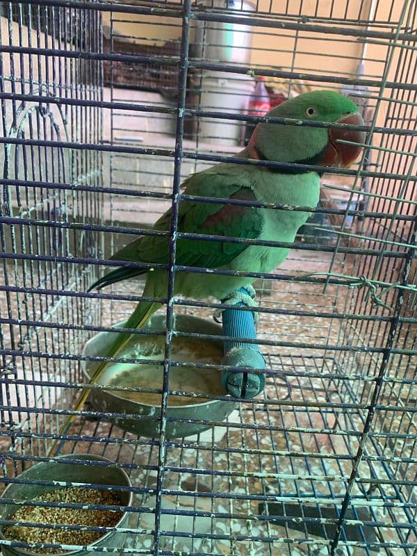 RAW PARROT - MALE - URGENT SALE!!! 14