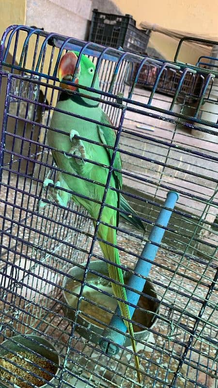 RAW PARROT - MALE - URGENT SALE!!! 15