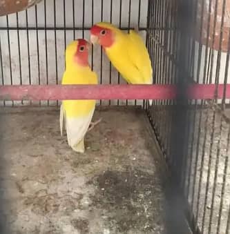 jambu size breeder pair 0