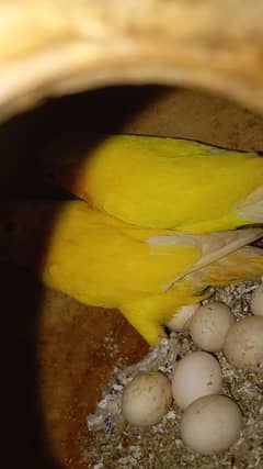 love bird for sale 3 pair ready to breed