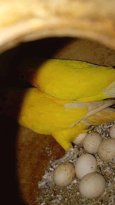 love bird for sale 3 pair ready to breed 0