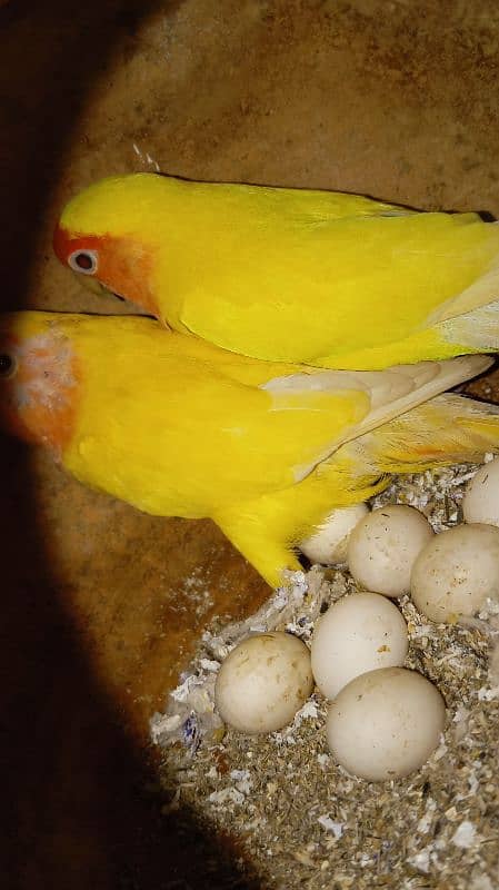 love bird for sale 3 pair ready to breed 1