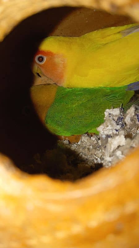 love bird for sale 3 pair ready to breed 2