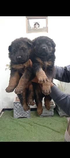 German puppy double cot