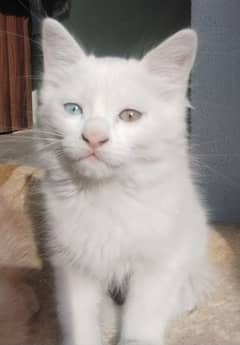 Persian kitten full white