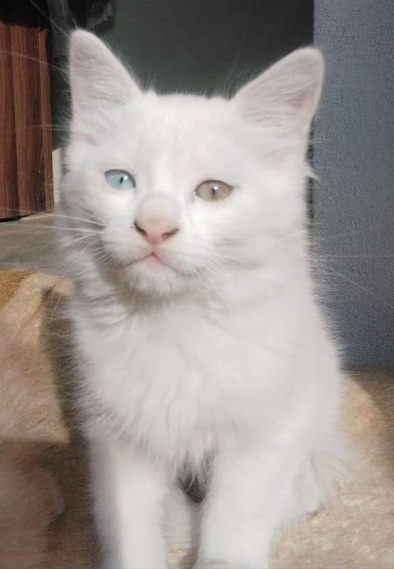 Turkish Angora kitten full white 0