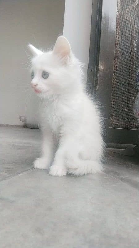 Turkish Angora kitten full white 1