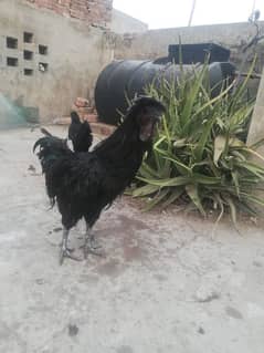 ayamcemani