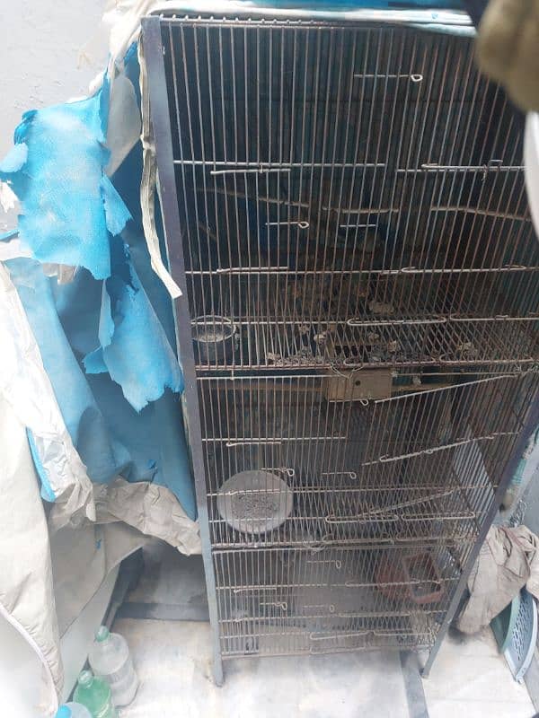 birds animal hen parrot love birds cage 0