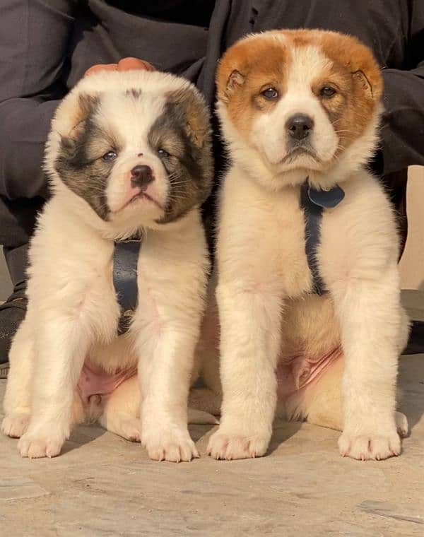 Bakarwal dogs pair male female age 2 month havey bone for sale 0