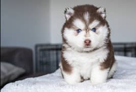 Siberian