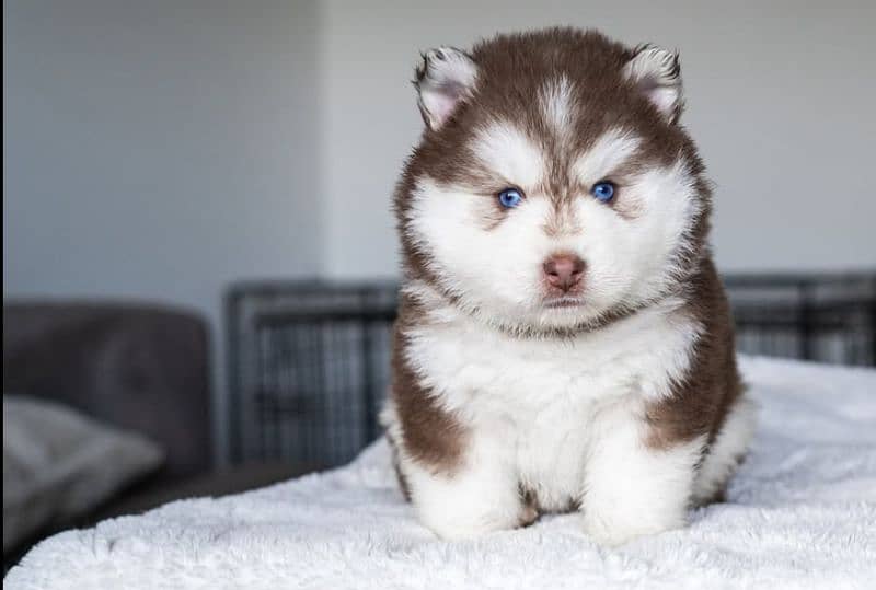 Husky puppies wooly coat Siberian husky s puppy 0