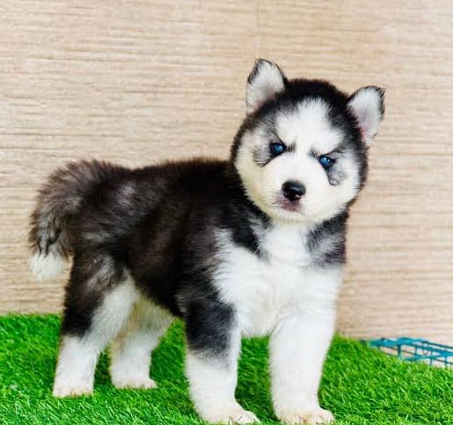 Husky puppies wooly coat Siberian husky s puppy 1