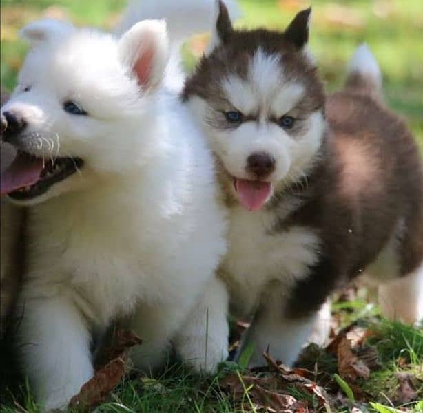 Husky puppies wooly coat Siberian husky s puppy 2