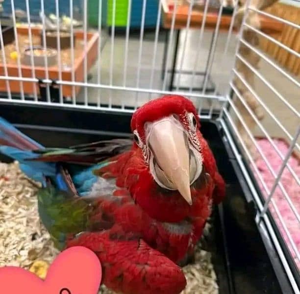 Red macaw parrot 03086827902 1